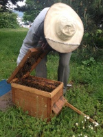 Do Nového Mesta zablúdil veľký roj včiel