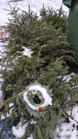 Vianočné stromčeky bude OLO odvážať od 7. januára až do 31. marca