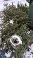 Vianočné stromčeky bude OLO odvážať od 7. januára až do 12. februára. V Novom Meste vždy v stredu