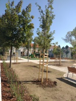 Nové stromy na novomestských školách