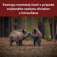 Postupy mestskej časti v prípade zvýšenia výskytu diviakov v intraviláne