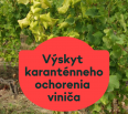 V našej oblasti bol zaznamenaný výskyt karanténneho ochorenia viniča – „zlaté žltnutie viniča“ (Grapevine flavescence dorée phytoplasma). Ide o nebezpečnú chorobu, kto…