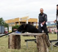 Tridsať sympatických chlpáčov spolu so svojimi majiteľmi v sobotu 9. júna súťažilo o titul Novomestského psieho šampióna. Mestská časť v spolupráci s výcvikovým kynolo…