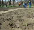 Jeden z najobľúbenejších bratislavských parkov rozkvitne tisíckami nových ruží. V parku na Račianskom mýte v týchto dňoch pribudlo 3500 nových sadeníc tohto populárneh…