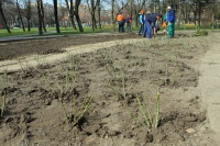 V parku na Račianskom mýte vysadili 3500 ruží