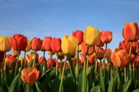 50 000 tulipánov pre Nové Mesto. Príďte si aj vy po tie vaše!