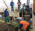 Komu sa nelení, tomu sa zelení...
...a vďaka usilovným rukám, ale aj neúnavnej podpore a aktivite členov občianskeho združenia Biely kríž sa v tomto roku rozzelenalo …