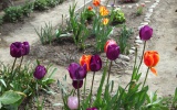 Titulný obrázok k albumu: Rozkvitnuté tulipány v Novom Meste