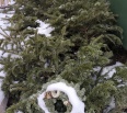 Od dnešného dňa - pondelka 7.1.2019 do 31.3.2019 bude prebiehať odvoz vianočných stromčekov. Odzdobené stromčeky je potrebné umiestniť v prípade rodinných domov k najb…