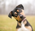 Oznamujeme občanom, že podľa novely zákona č. 39/2007 Z.z. o veterinárnej starostlivosti v znení neskorších predpisov vznikla od 1. septembra 2018 povinnosť vlastníkom…